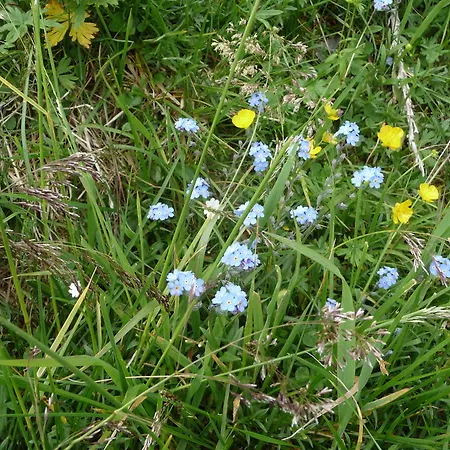 Apartment Apartements Birkenhof Maria Alm am Steinernen Meer